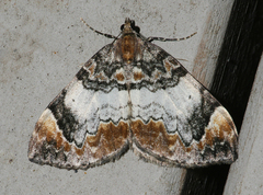Dysstroma ochrofuscaria