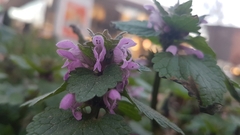 Lamium purpureum