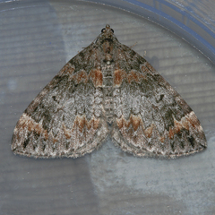 Dysstroma pseudimmanata