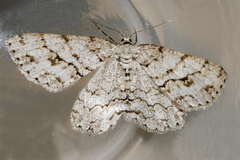 Ectropis crepuscularia