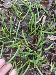 Allium schoenoprasum