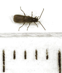 Malthodes pumilus