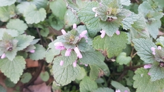 Lamium purpureum