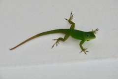 Anolis grahami