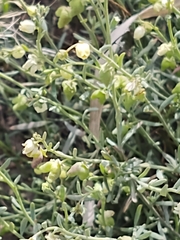 Thamnosma texana