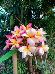 Plumeria