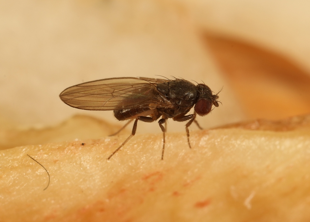 Drosophila subobscura