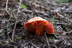 Hygrocybe laetissima