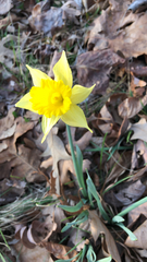 Narcissus pseudonarcissus