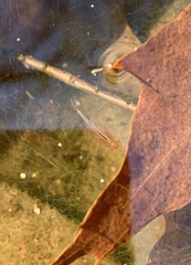 Eubranchipus vernalis