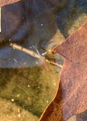 Eubranchipus vernalis