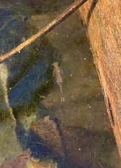 Eubranchipus vernalis