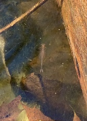 Eubranchipus vernalis