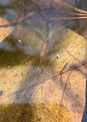 Eubranchipus vernalis