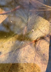 Eubranchipus vernalis