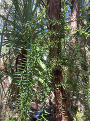 Athrotaxis selaginoides