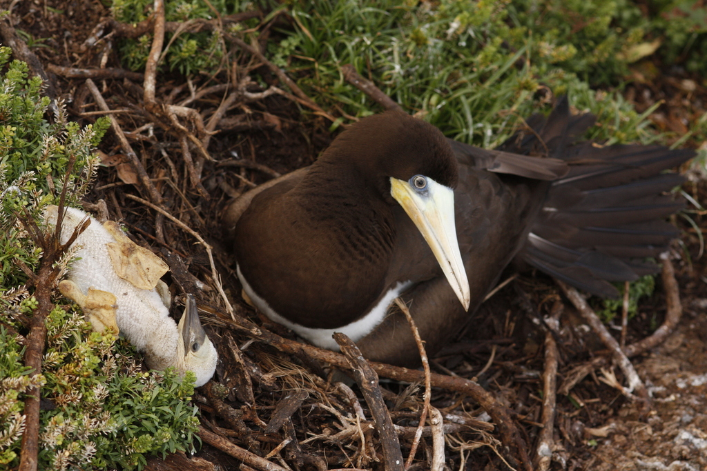 Brown Booby