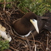 Atlantic Brown Booby - Photo (c) André Ganzarolli Martins, some rights reserved (CC BY)