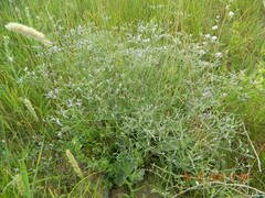 Limonium platyphyllum