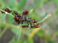 Tropidothorax leucopterus