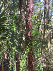 Athrotaxis selaginoides