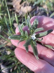 Buglossoides arvensis