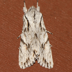Egira crucialis
