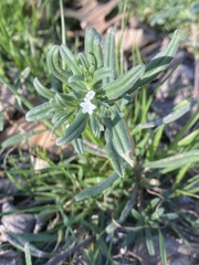 Buglossoides arvensis