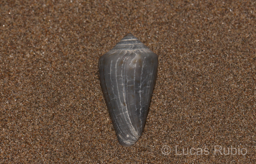 Conus lemniscatus, 2023-02-20