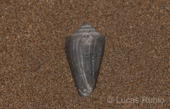 Conus carcellesi