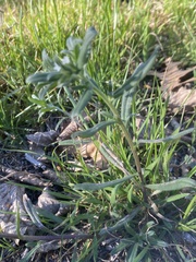 Buglossoides arvensis