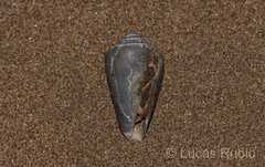 Conus carcellesi