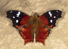 Hypanartia trimaculata