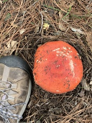 Amanita muscaria flavivolvata