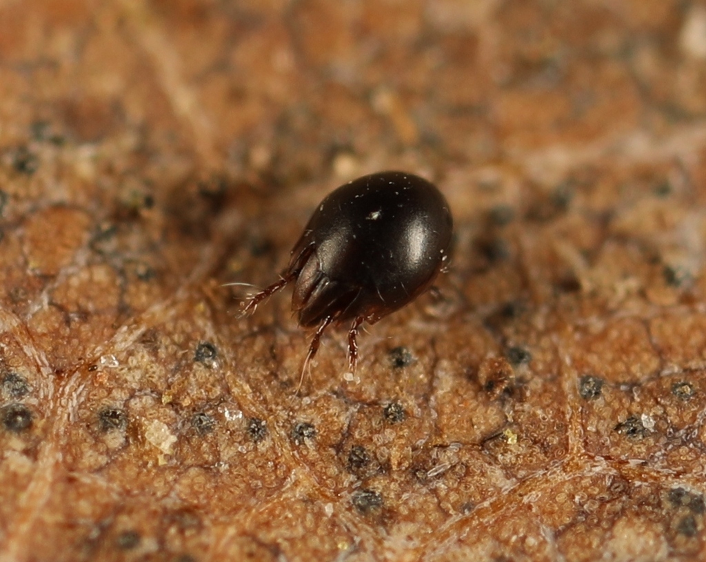 Achipterioidea