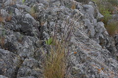Festuca ammobia