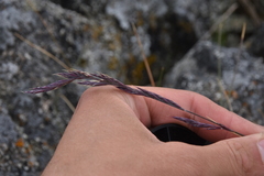Festuca ammobia