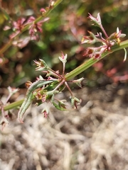 Rumex stenoglottis
