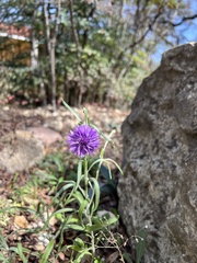 Centaurea cyanus