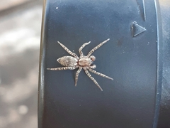 Sanogasta