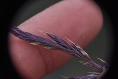 Festuca ammobia