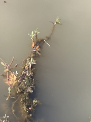 Ludwigia repens