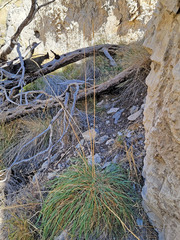 Psathyrostachys juncea