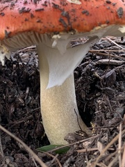 Amanita muscaria flavivolvata