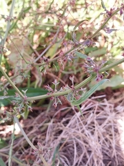 Rumex stenoglottis