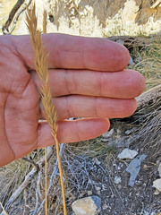 Psathyrostachys juncea