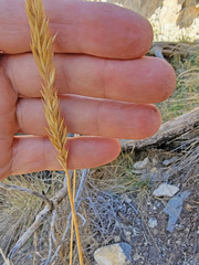 Psathyrostachys juncea