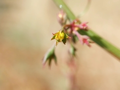 Rumex stenoglottis