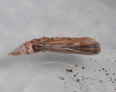 Emmelina monodactyla