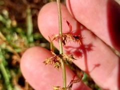 Rumex stenoglottis